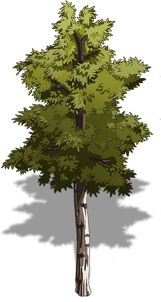 Birch Tree